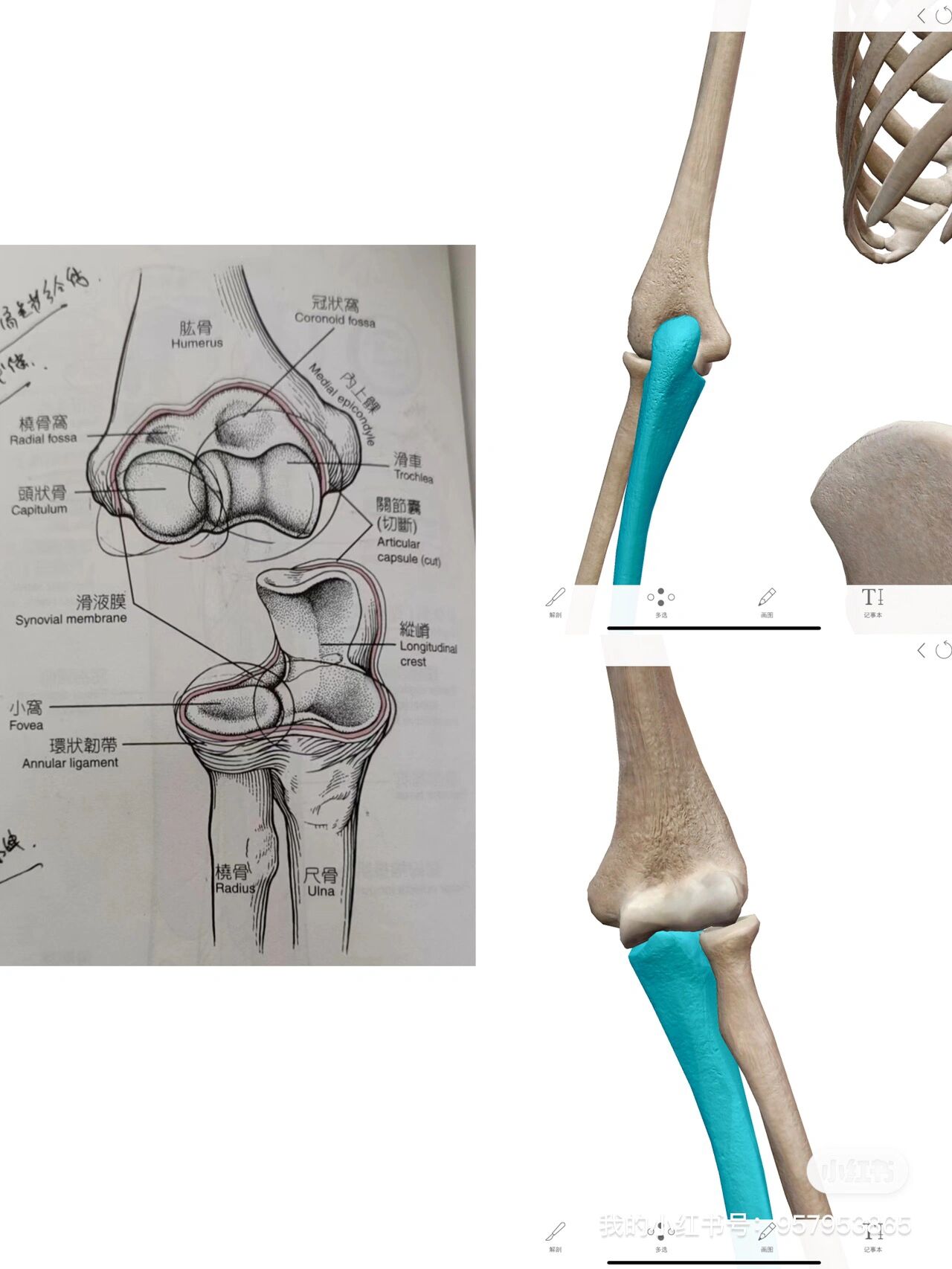30.肘关节的活动度概要
