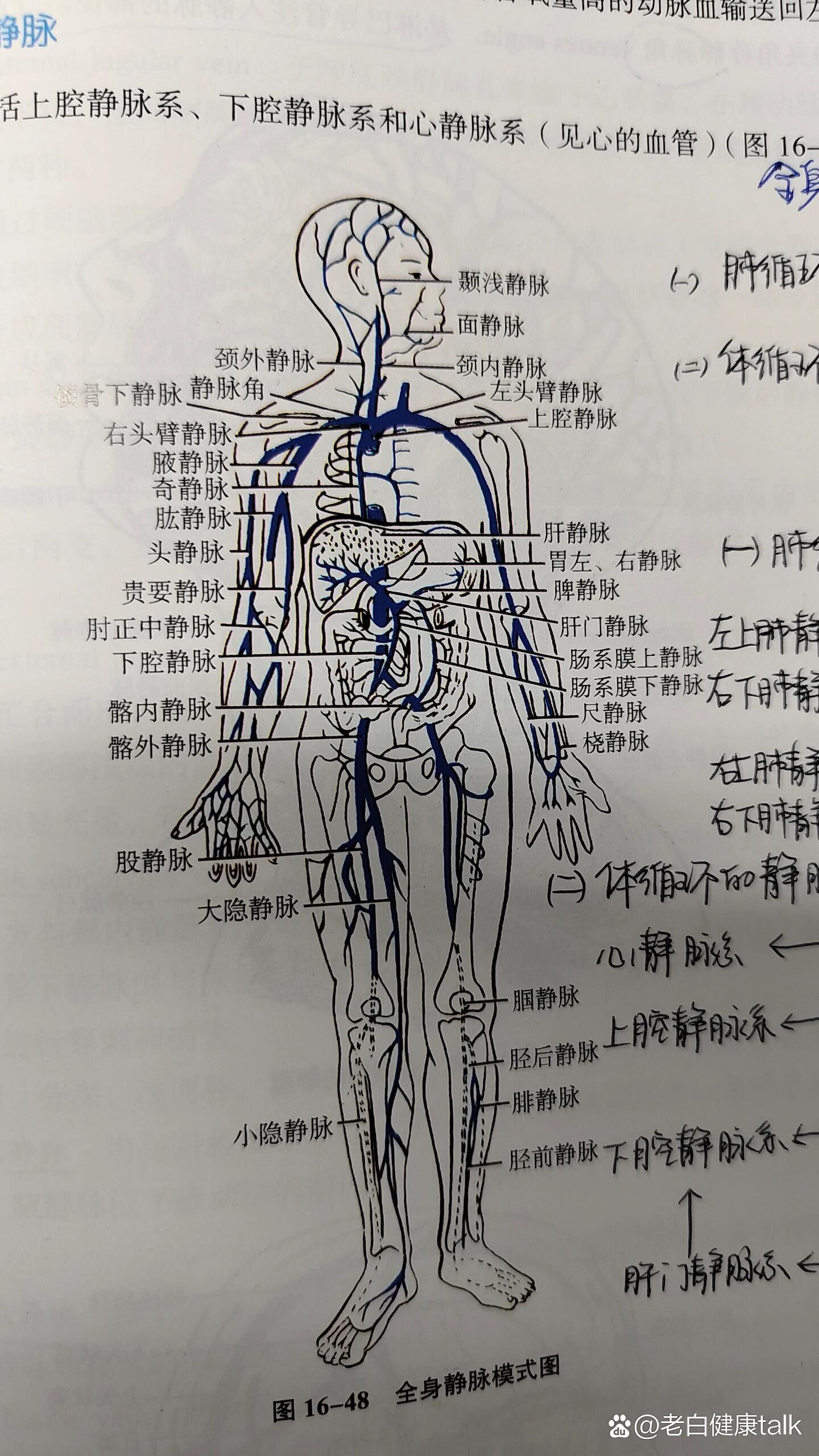 左无名静脉解剖图图片