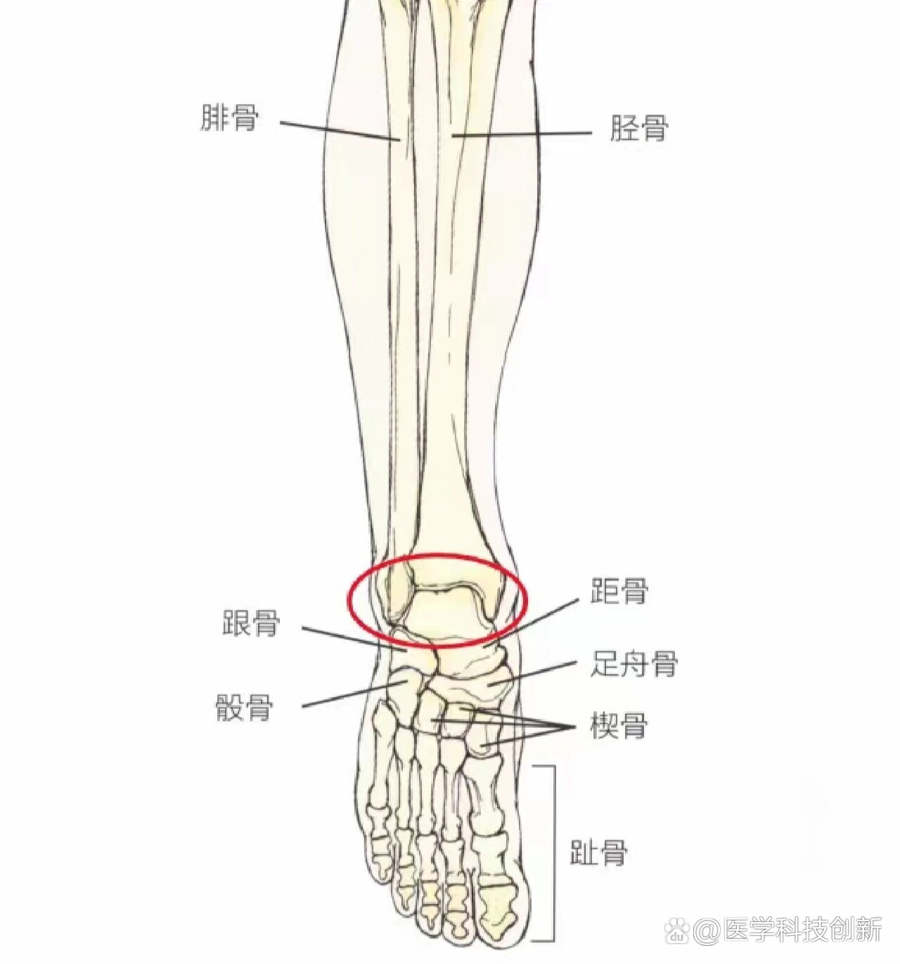 胫距关节面图片