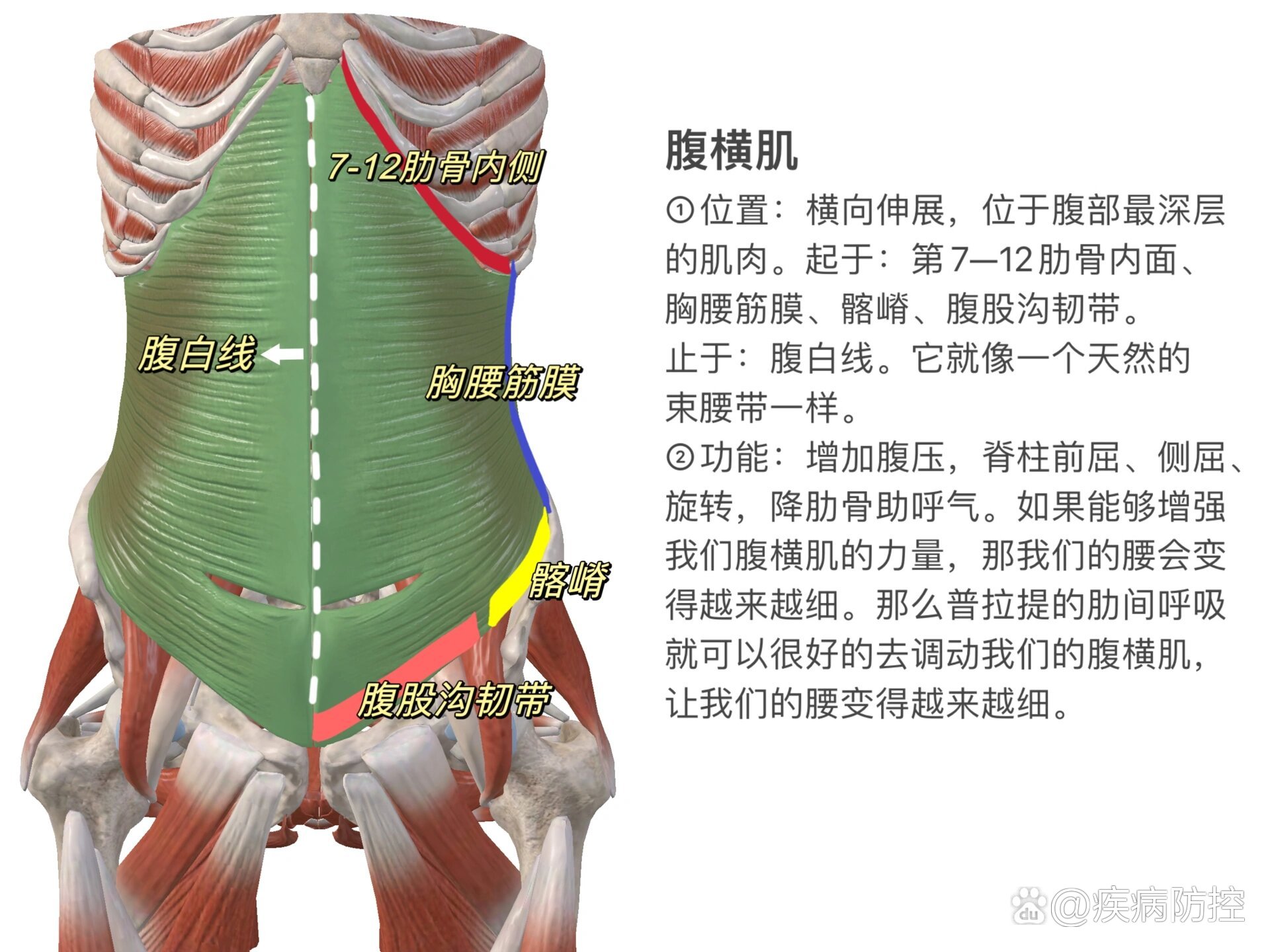 腹直肌or腹横肌?