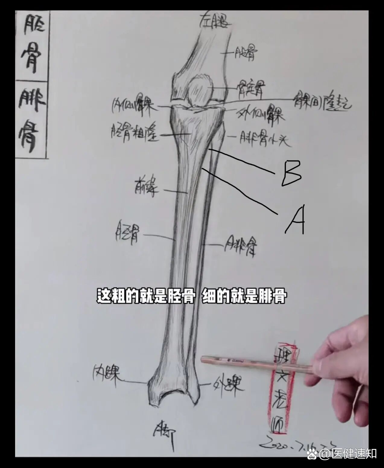 阳陵泉和足三里图片