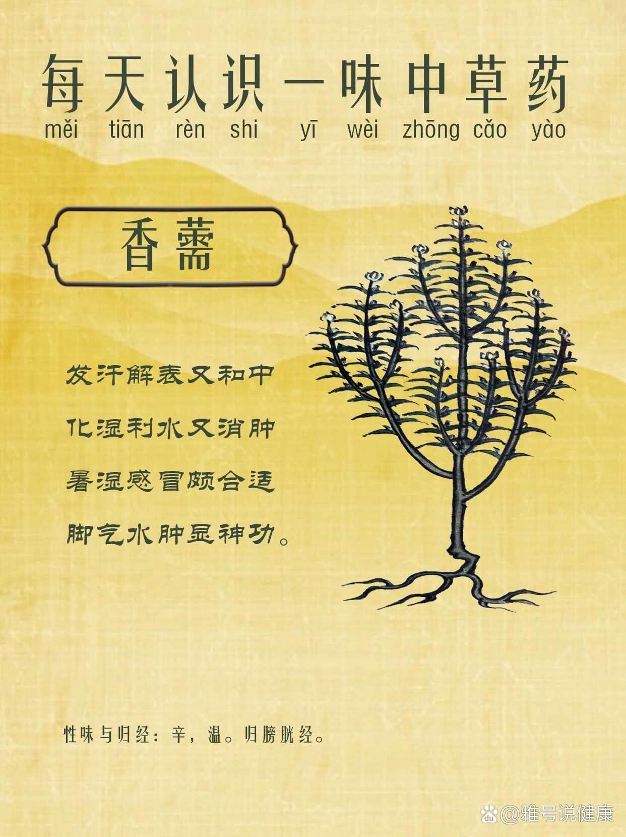 解表药3⃣