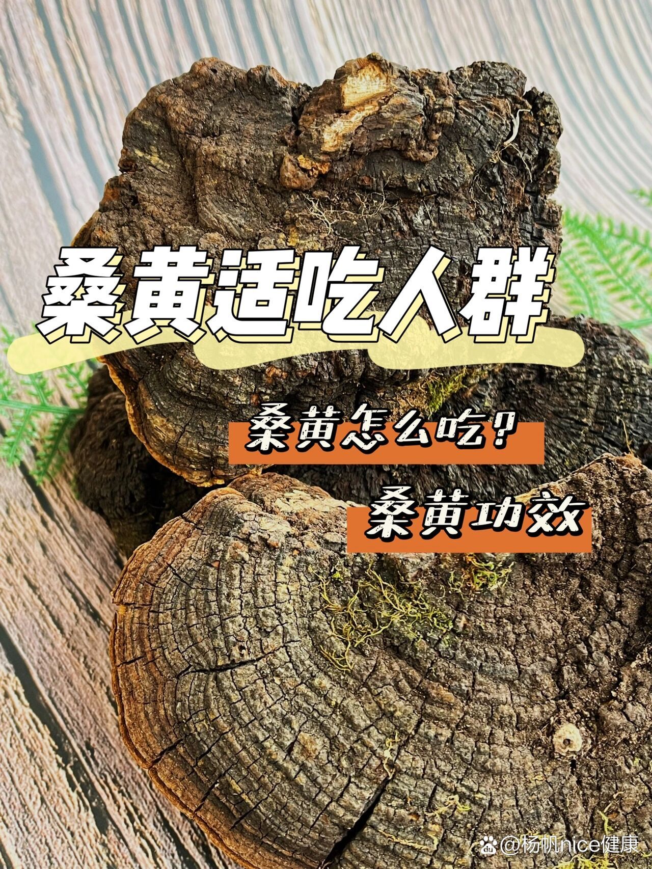 别名桑上寄生桑臣等属多孔菌科木层孔菌属