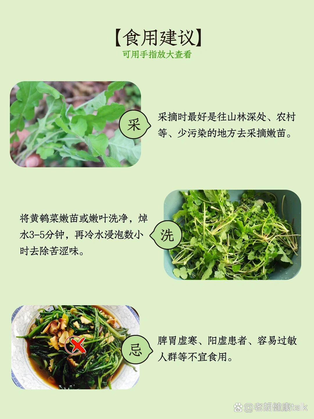 018|黄鹌菜又称还阳草,嫩芽,茎,花蕾可食用