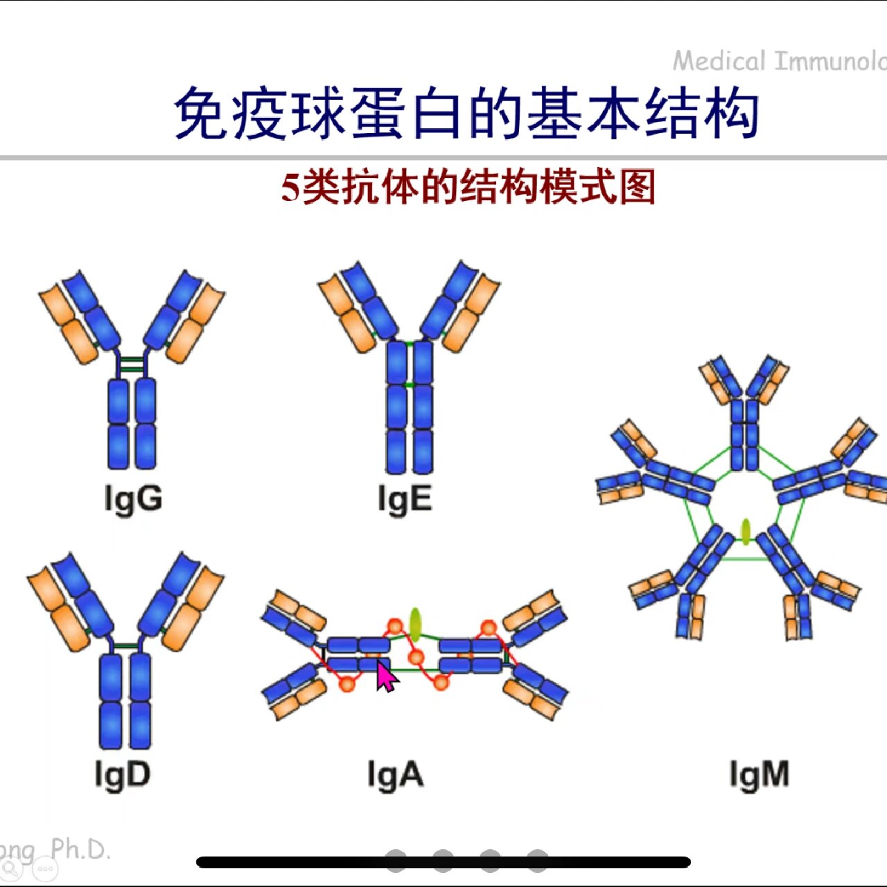 免疫球蛋白单体图片