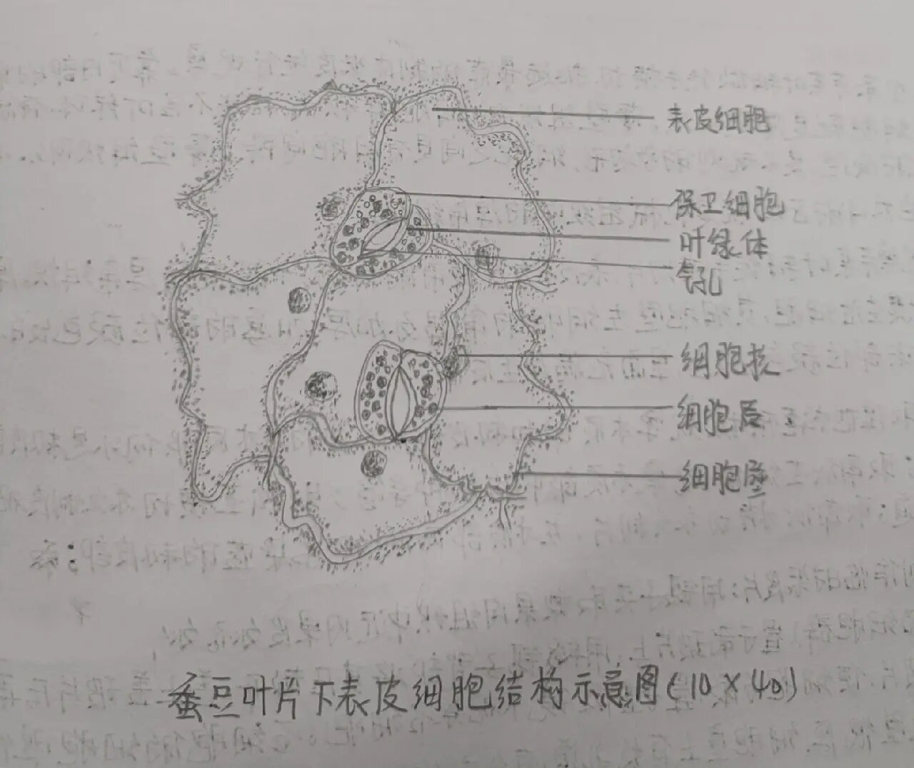 洋葱细胞中期细胞,蚕豆叶片下表皮细胞