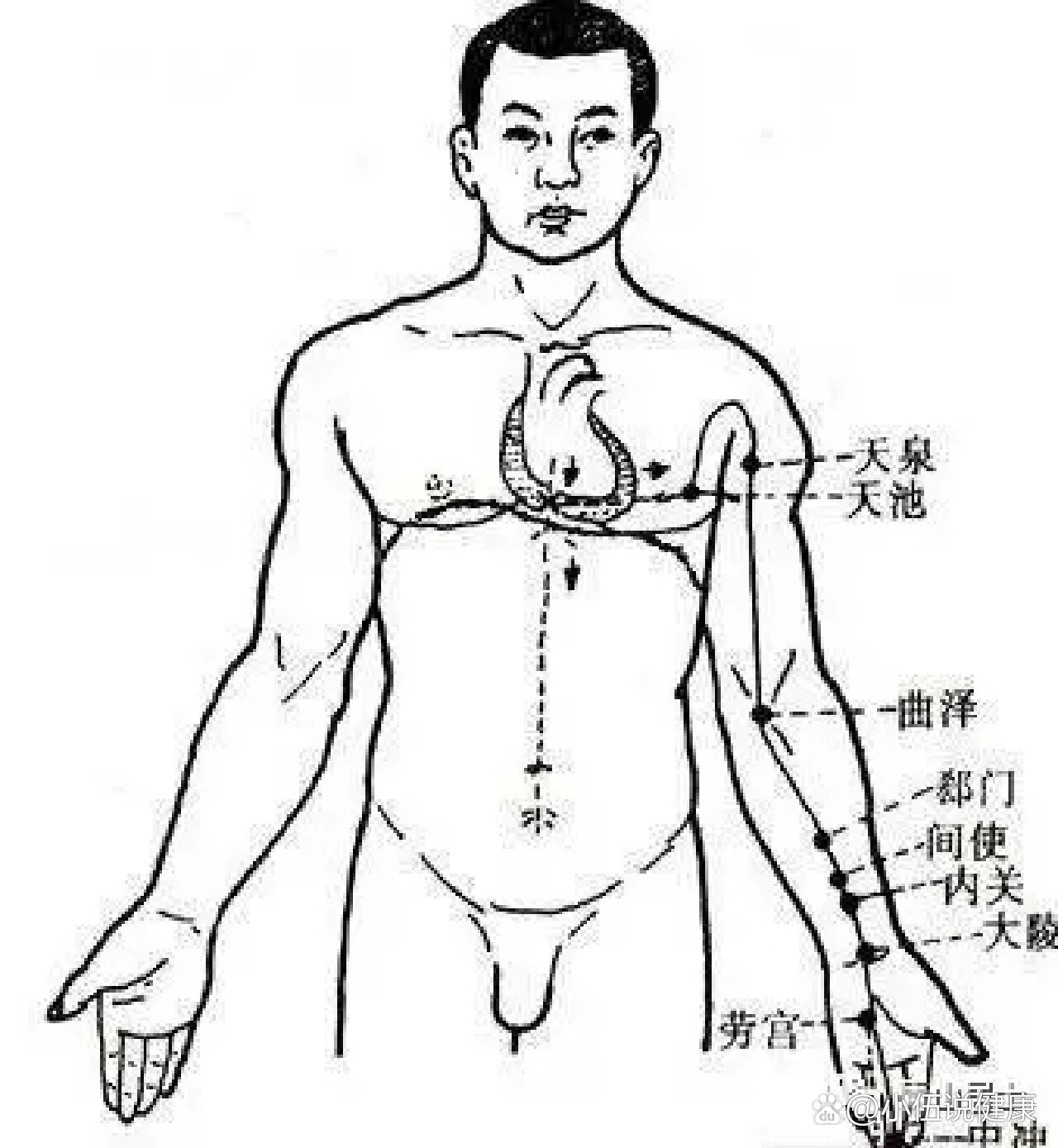 人体经络之手厥阴心包经