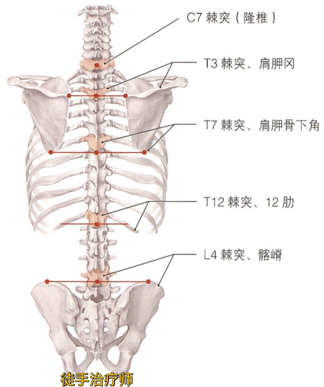 后背棘突明显图片,棘突图片_文秘苑图库