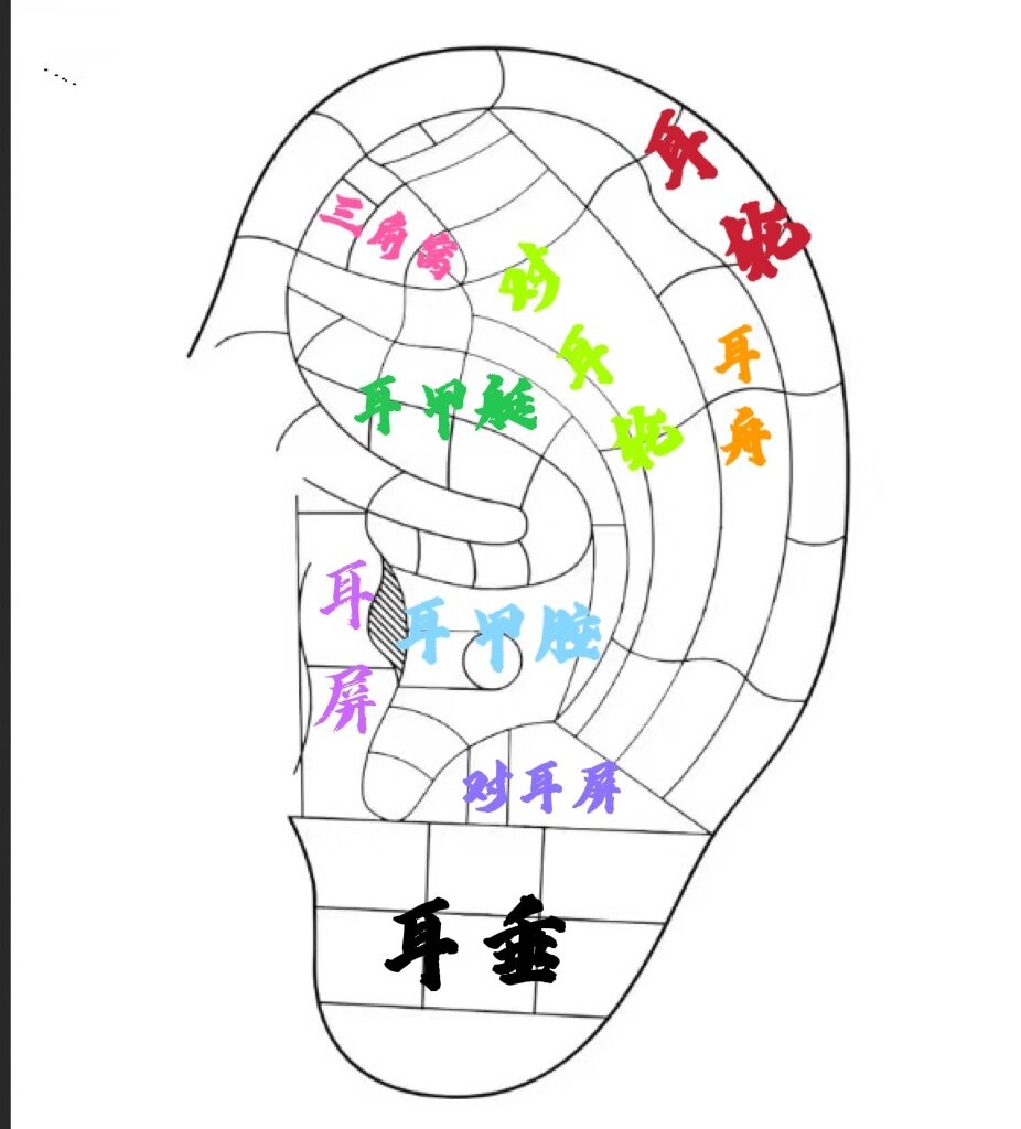 耳朵对应的身体部位图图片