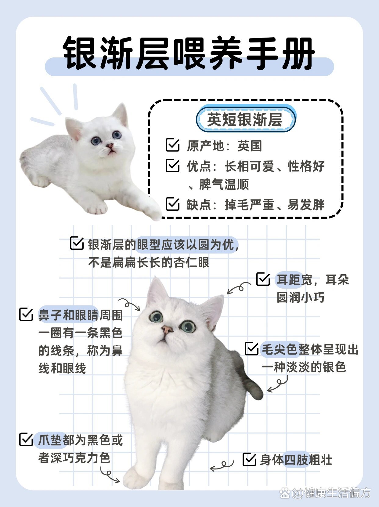 97超全银渐层喂养手册|新手养猫必看6015