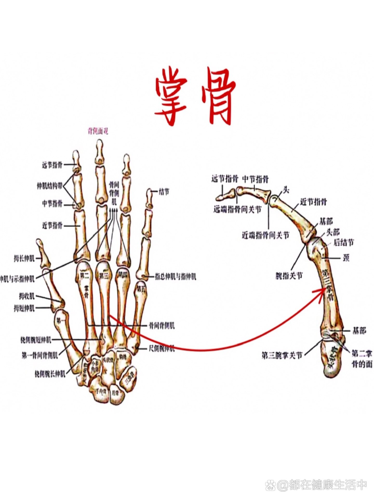 解剖运动学