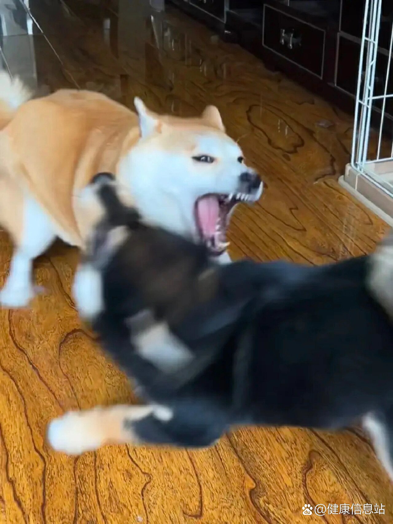 夏日【狗狗驱虫】怎么选?