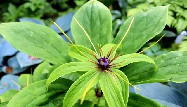 七叶一枝花：深山中的神奇药材