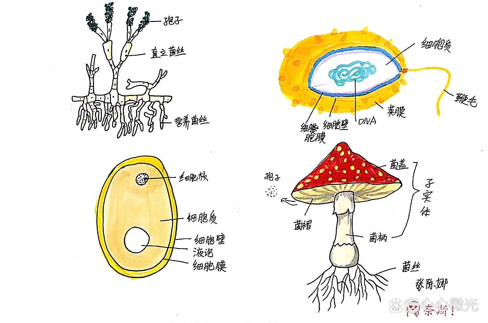 来一波细菌真菌示意图