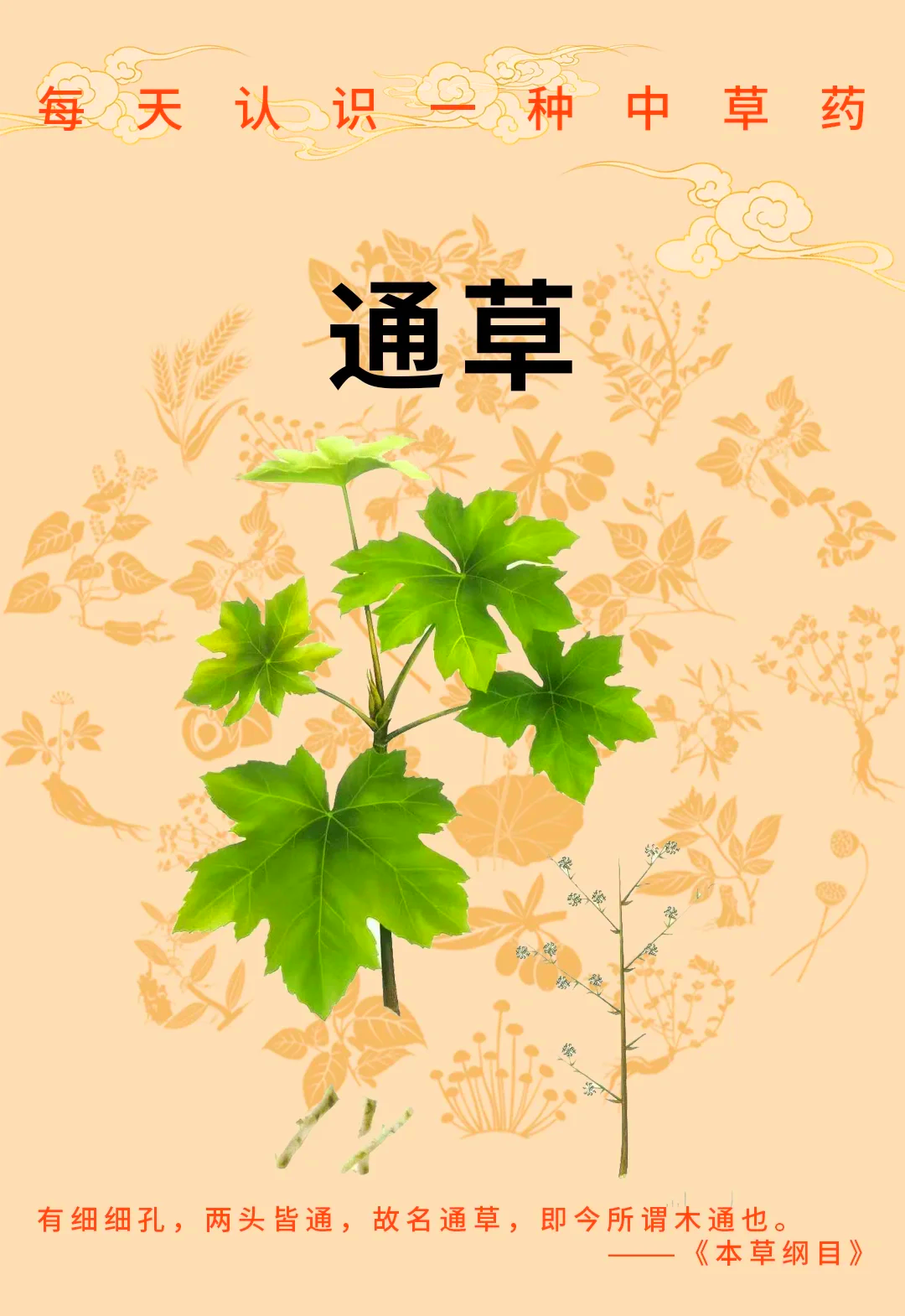 通草：神奇的中草药🌿