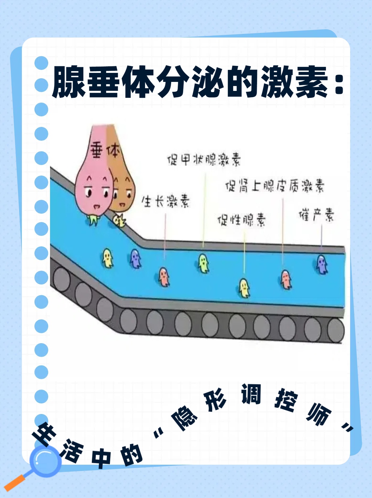 腺垂体分泌的激素:生活中的"隐形调控师"