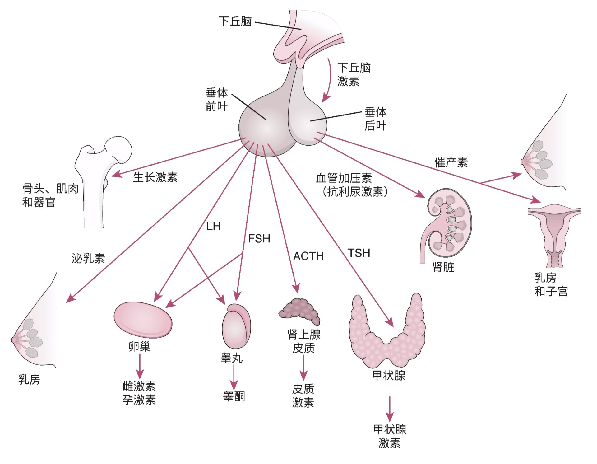 垂体瘤长在哪里图片图片