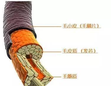 💇♀️毛发科学大揭秘！