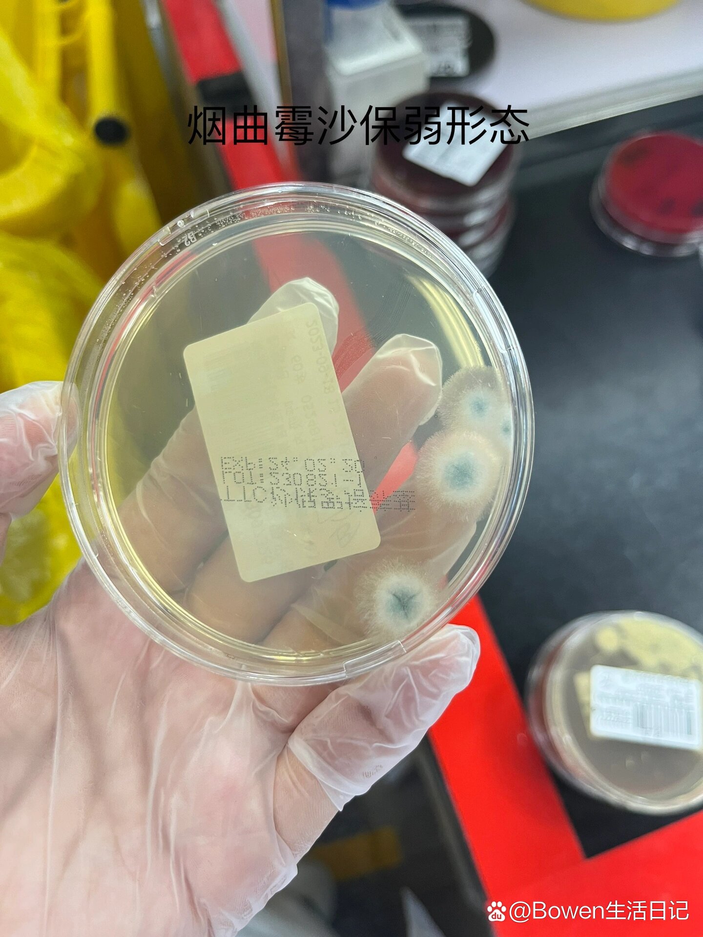 曲霉菌镜下形态