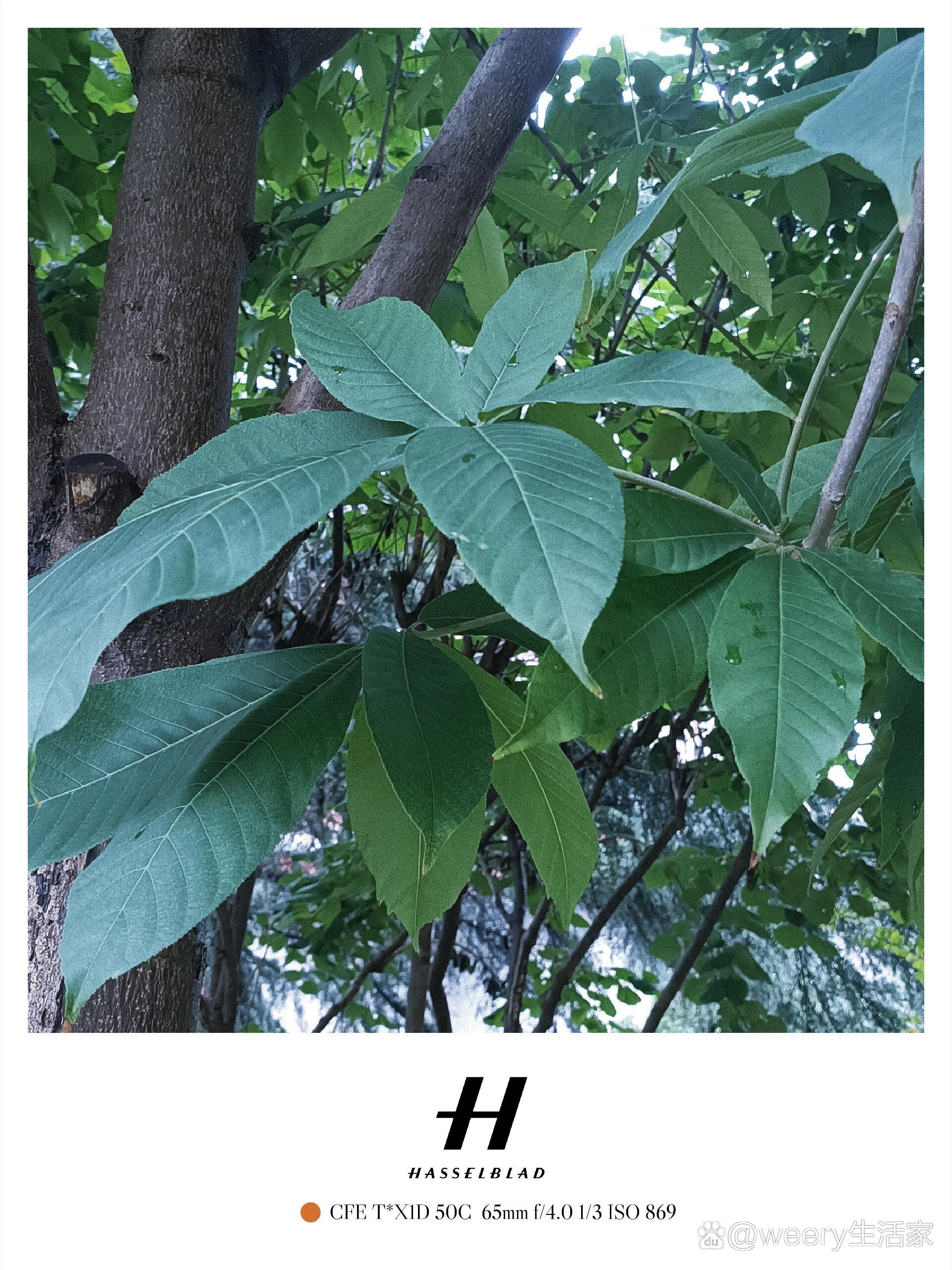 旅游时捡到的七叶树果实