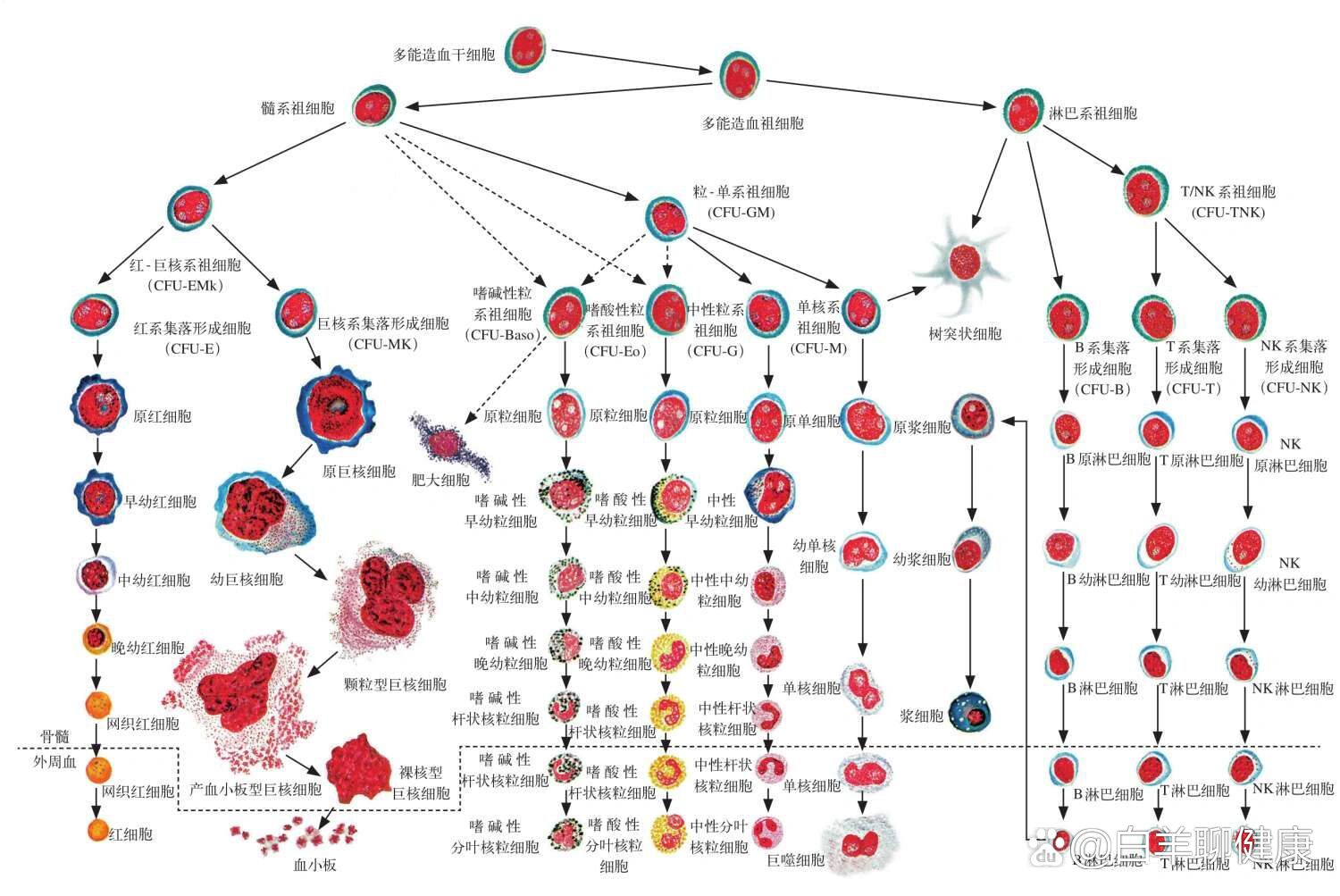临床血细胞形态学思维导图