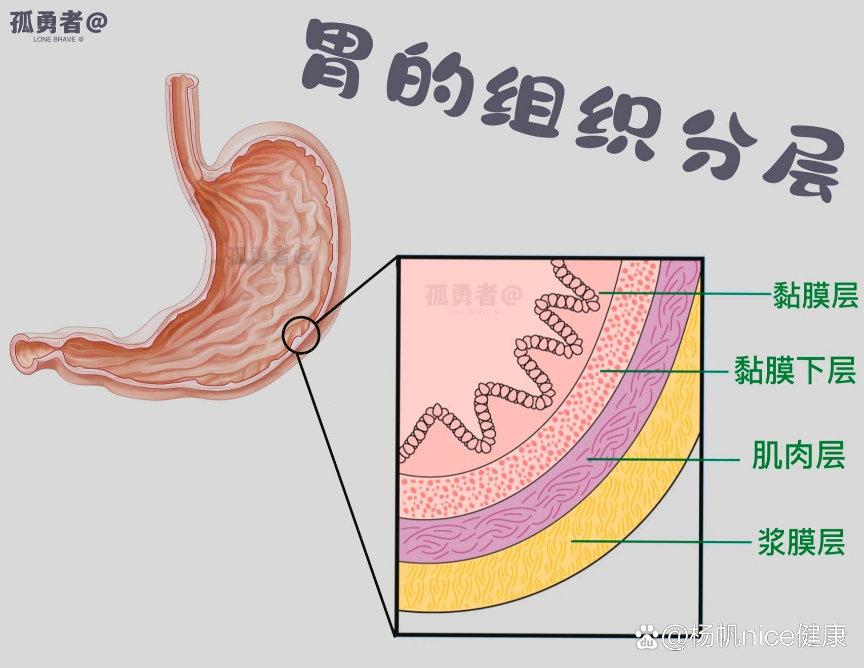 胃的组织分层