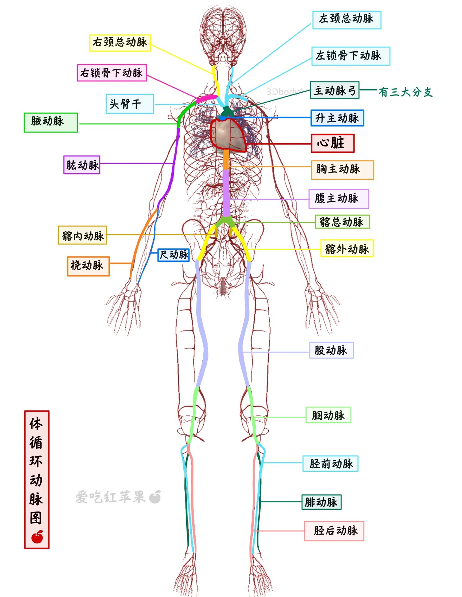 腹腔动脉解剖图谱图片