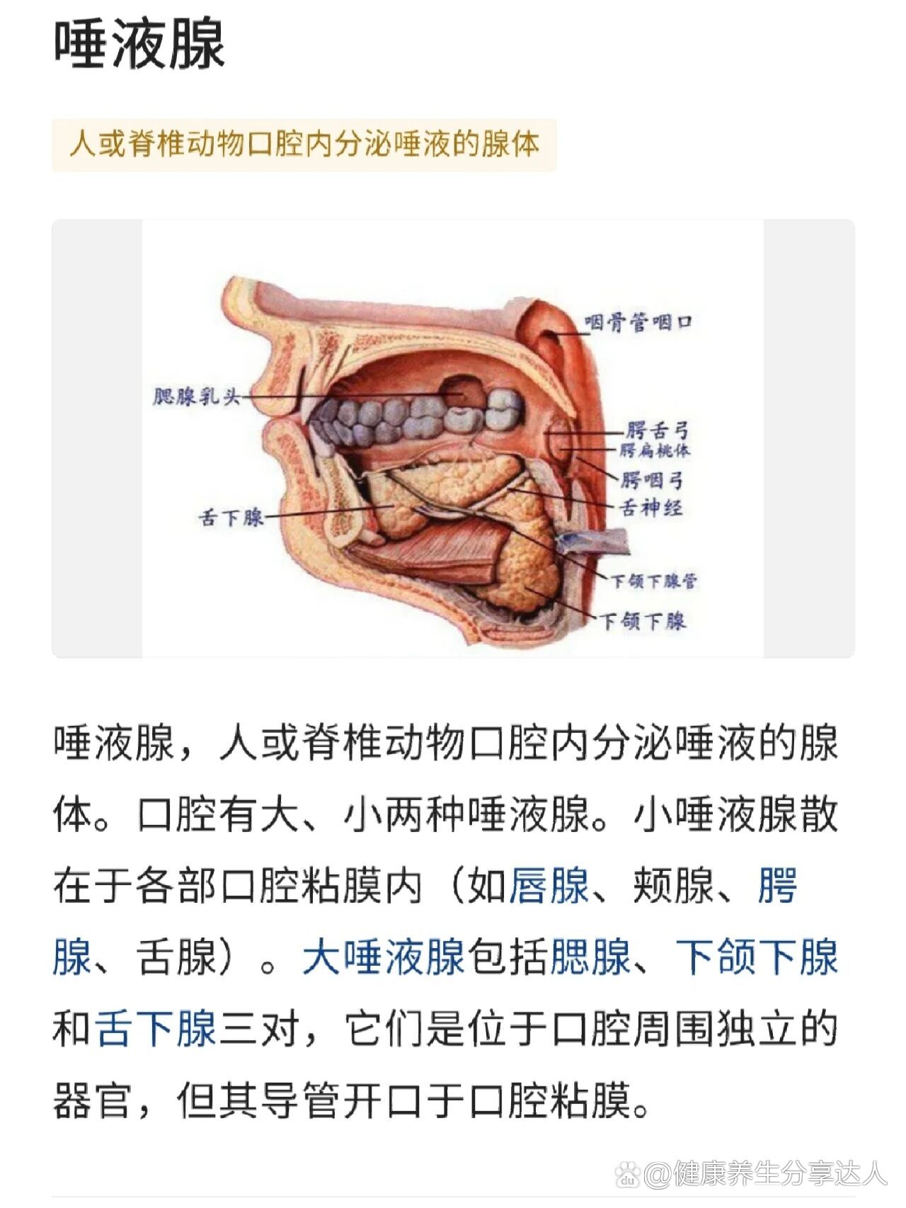 唾液腺简笔画图片