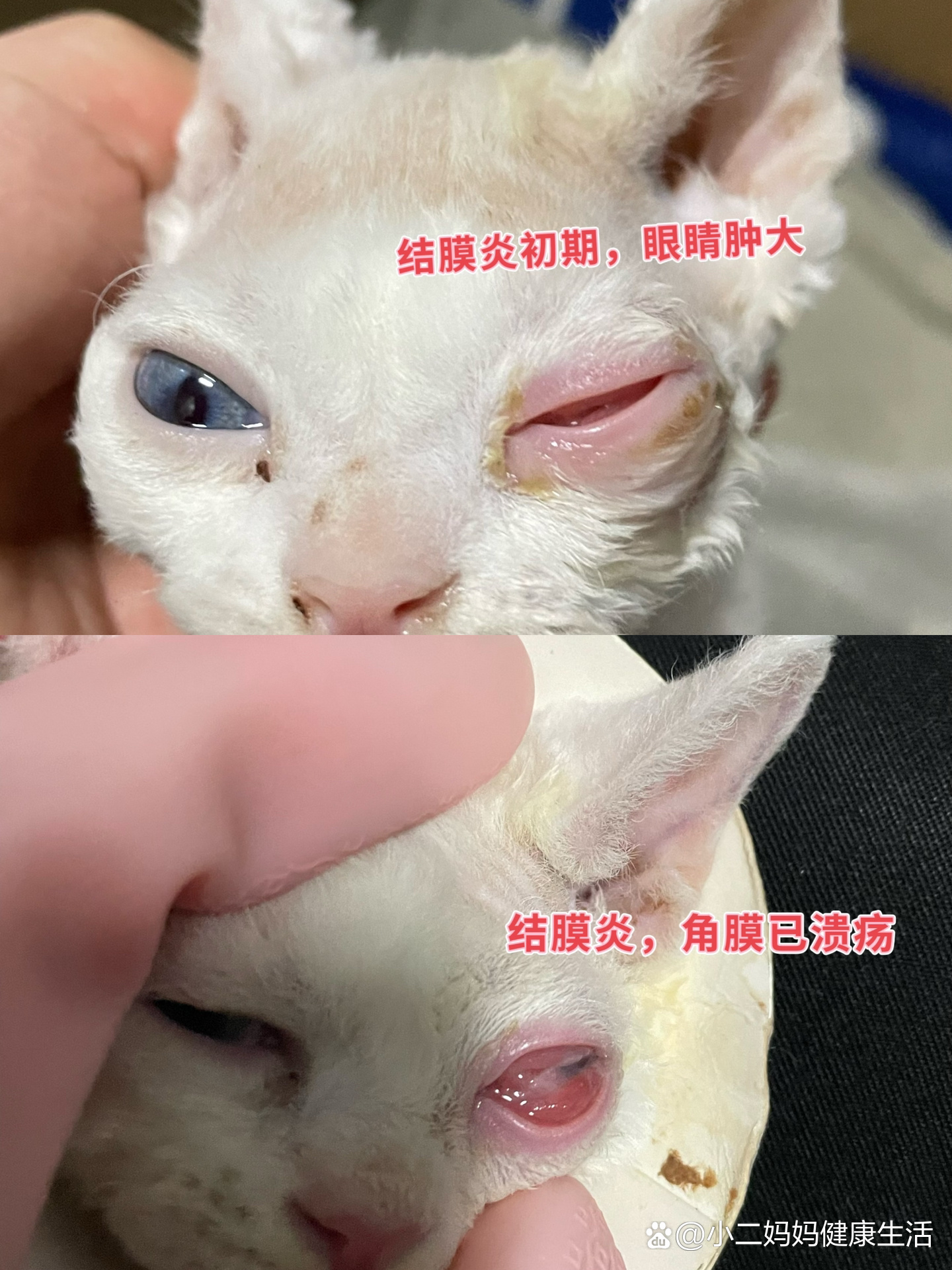 猫鼻支结膜炎图片