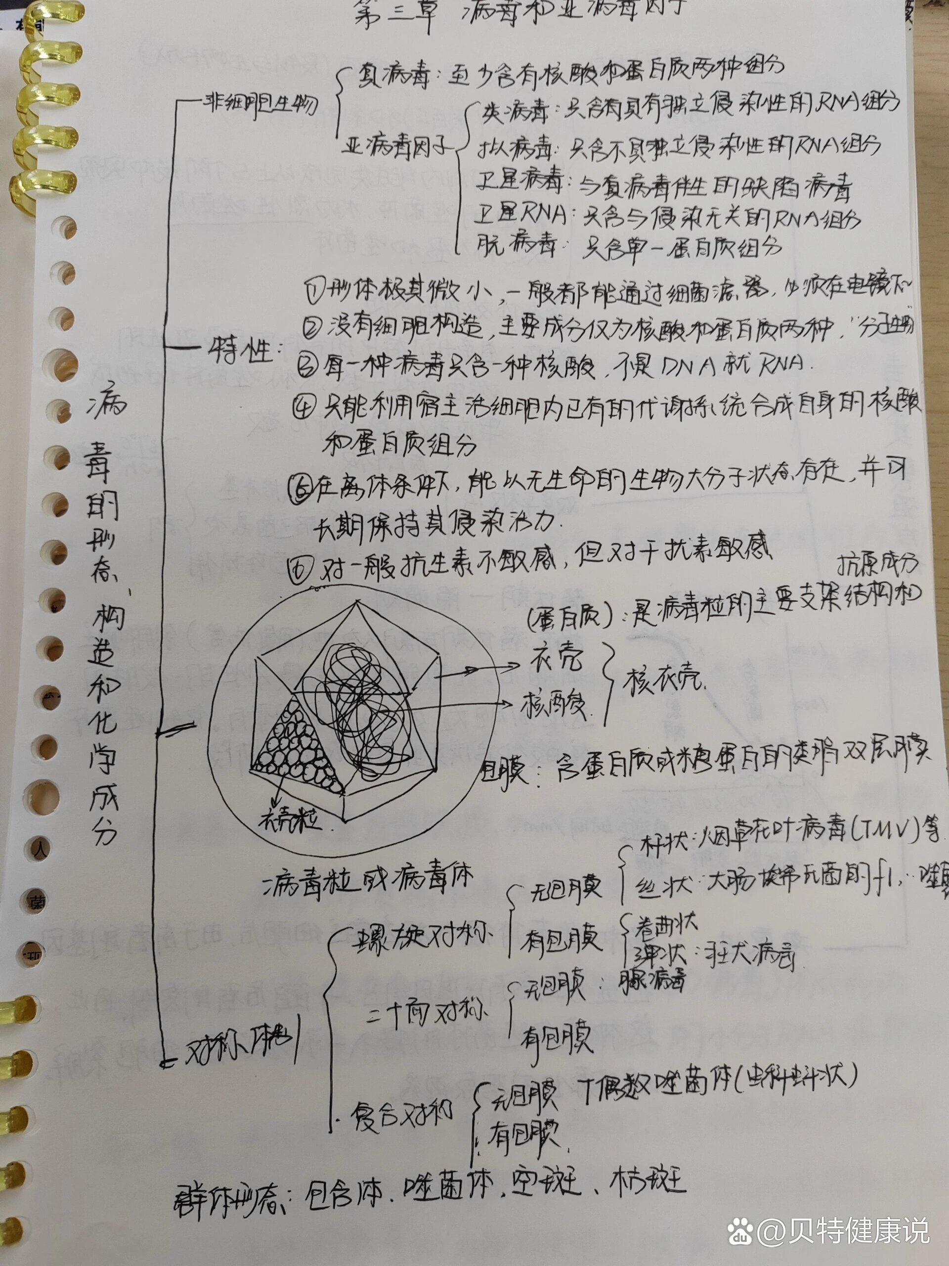 微生物教程第三章病毒与亚病毒因子