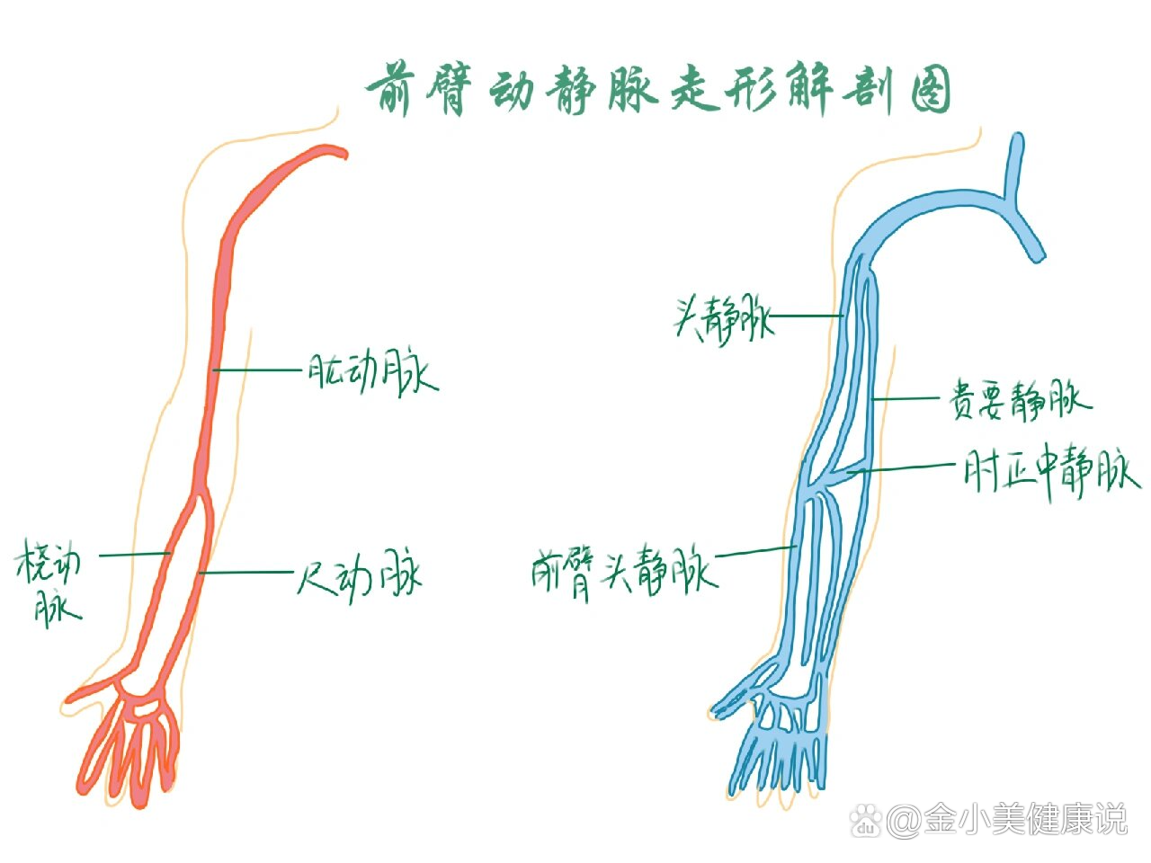 手绘前臂动静脉走形解剖图