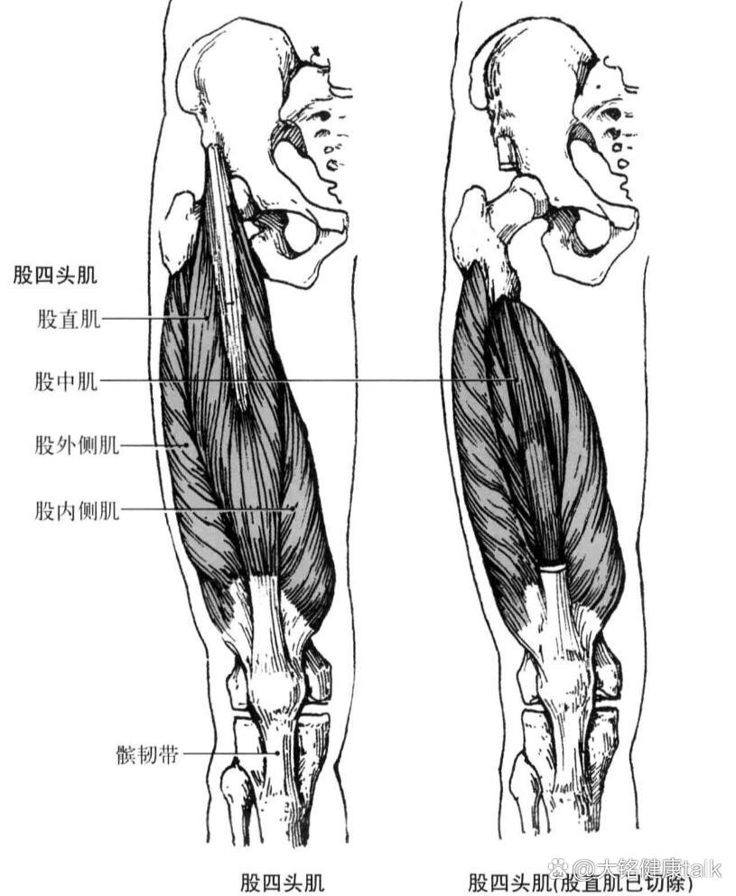 股四头肌(解剖—拉伸)