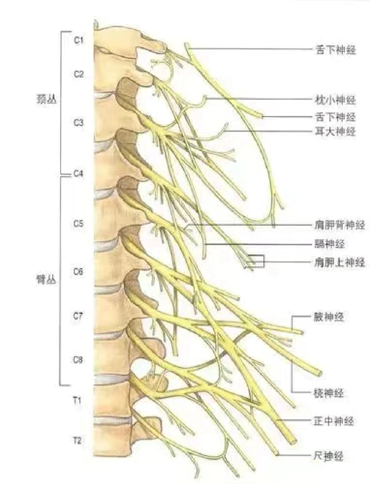 脊神经与艾灸养生