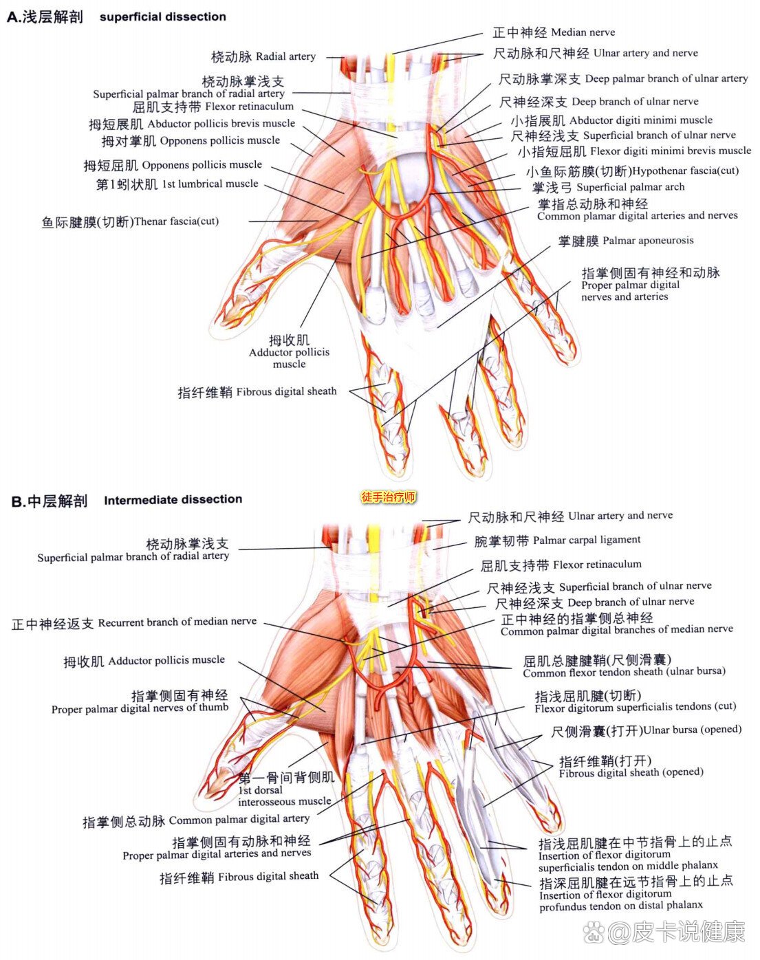 手腕部和手掌部 浅层解剖 中层解剖手腕部和手掌部 浅层解剖