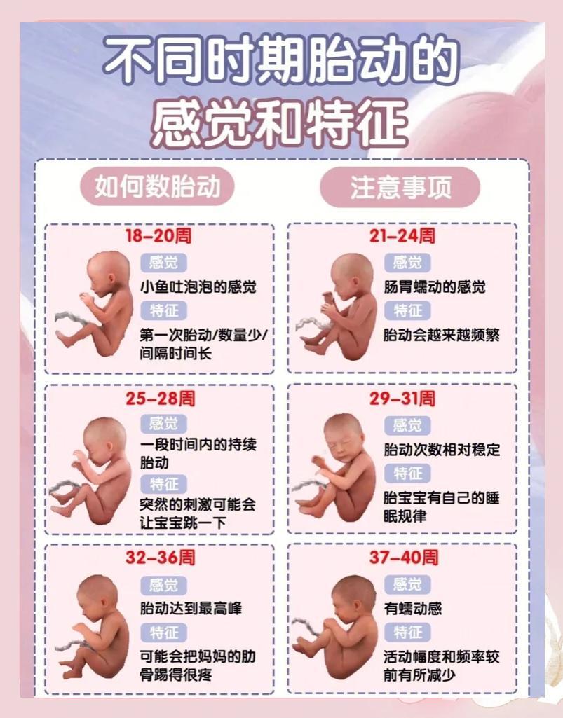孕期胎动解析，安心待产！