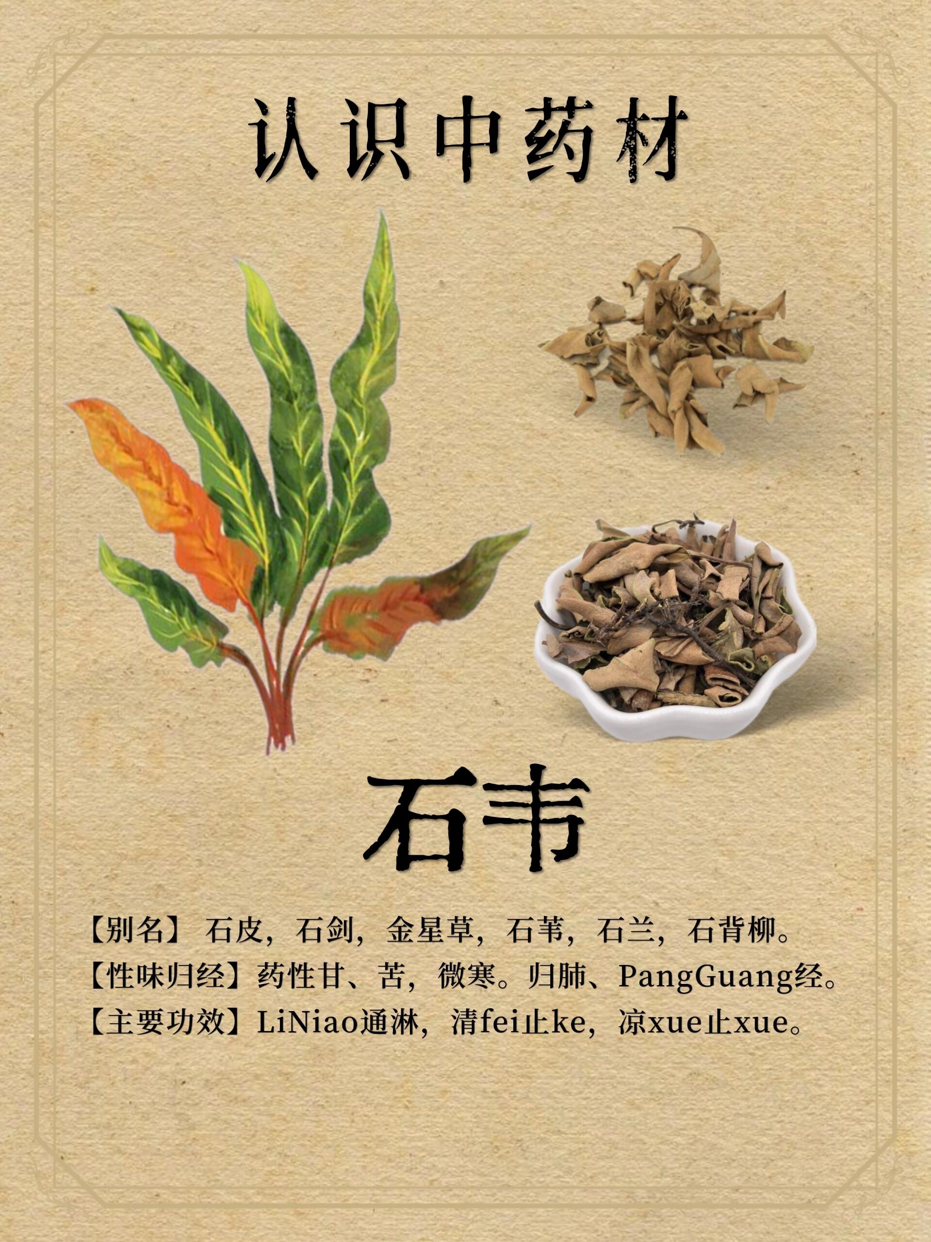 石韦草药是治什么病图片