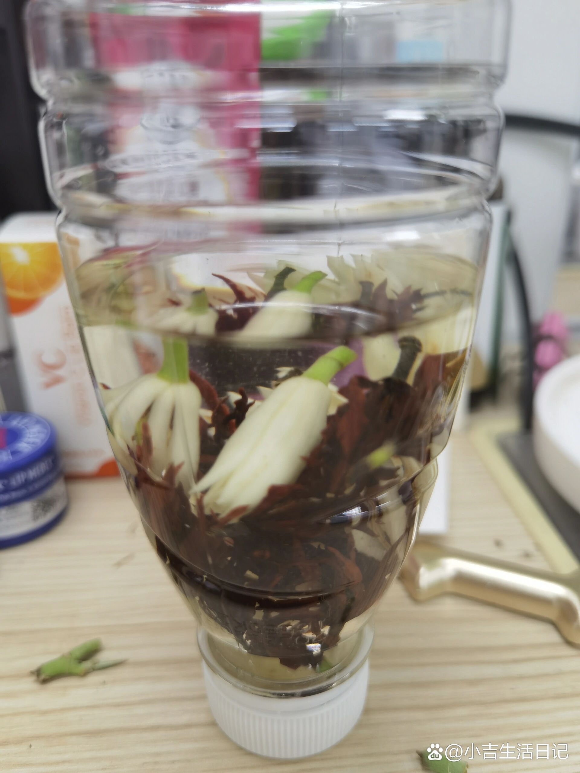 黄果兰泡酒专治蚊虫叮咬,从小用到大