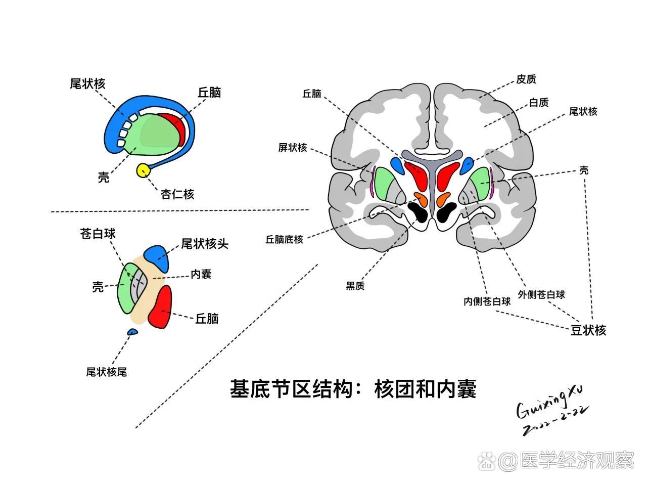 基底节区解剖与定位
