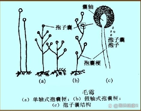 霉菌的形态结构图片