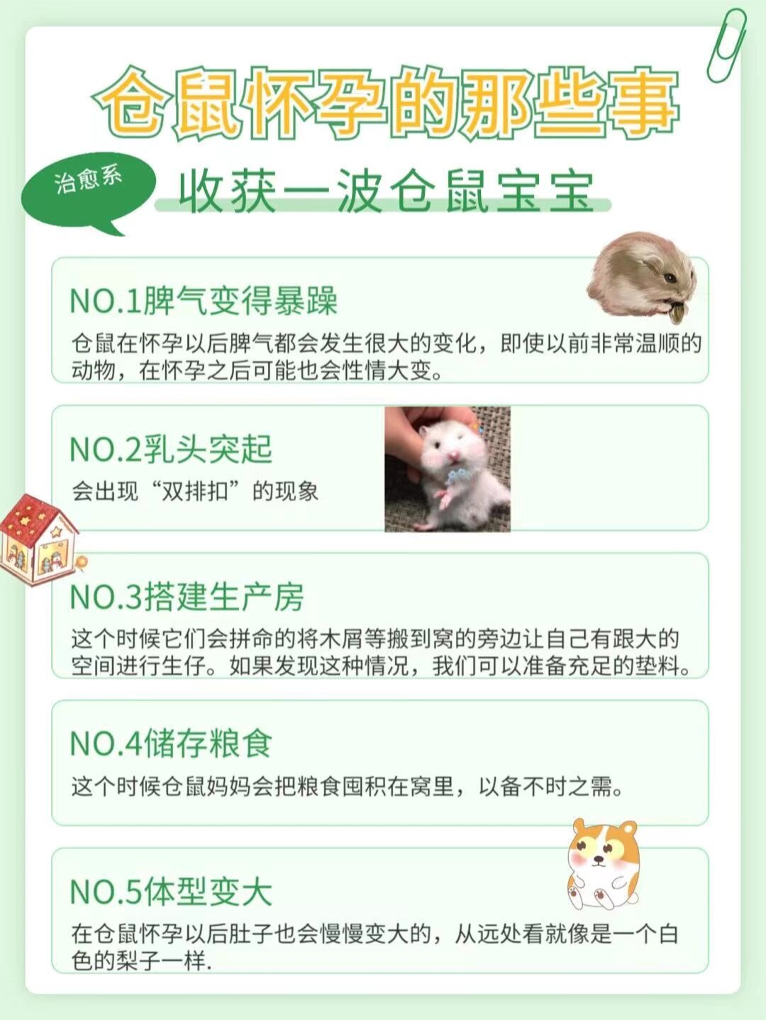 73仓鼠怀孕的特征