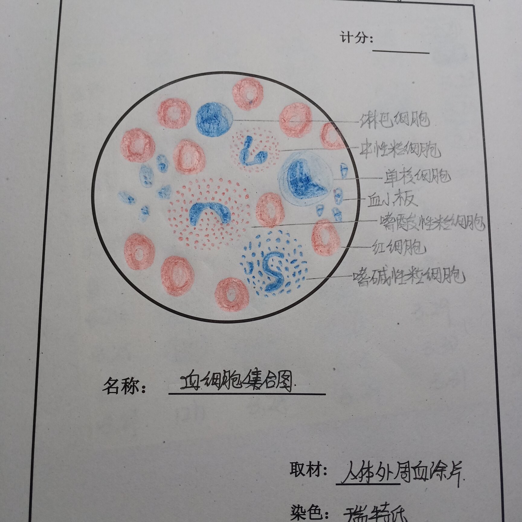 血细胞集合图呀