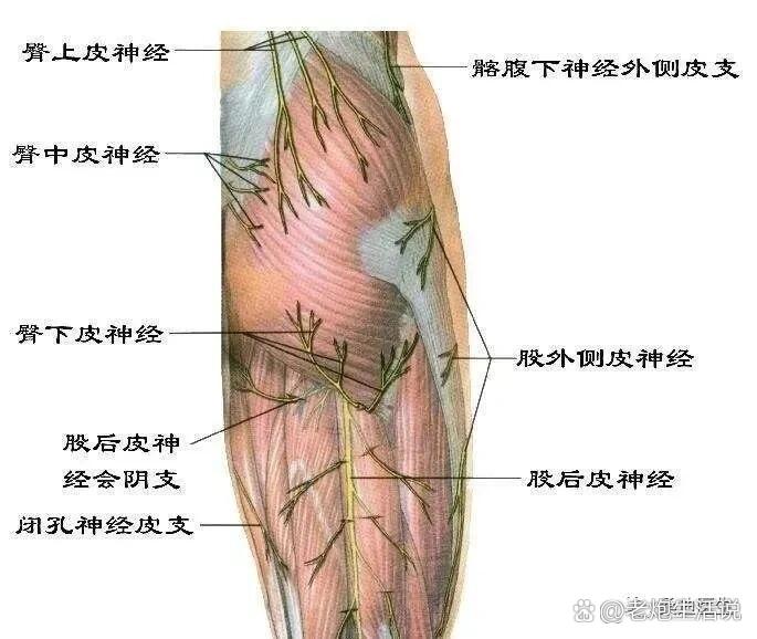 臀部神经图图片