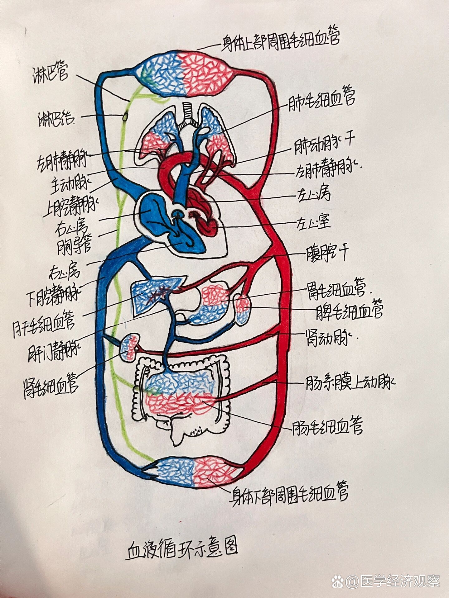 血液循环示意图