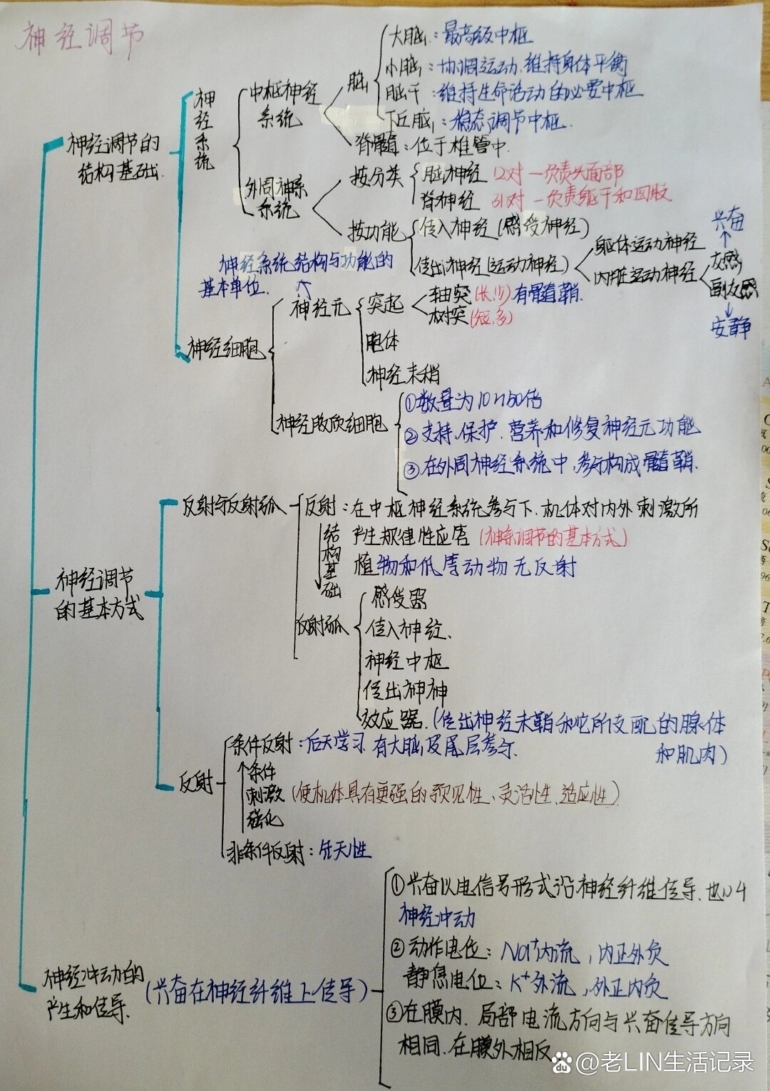 生物神经调节思维导图图片