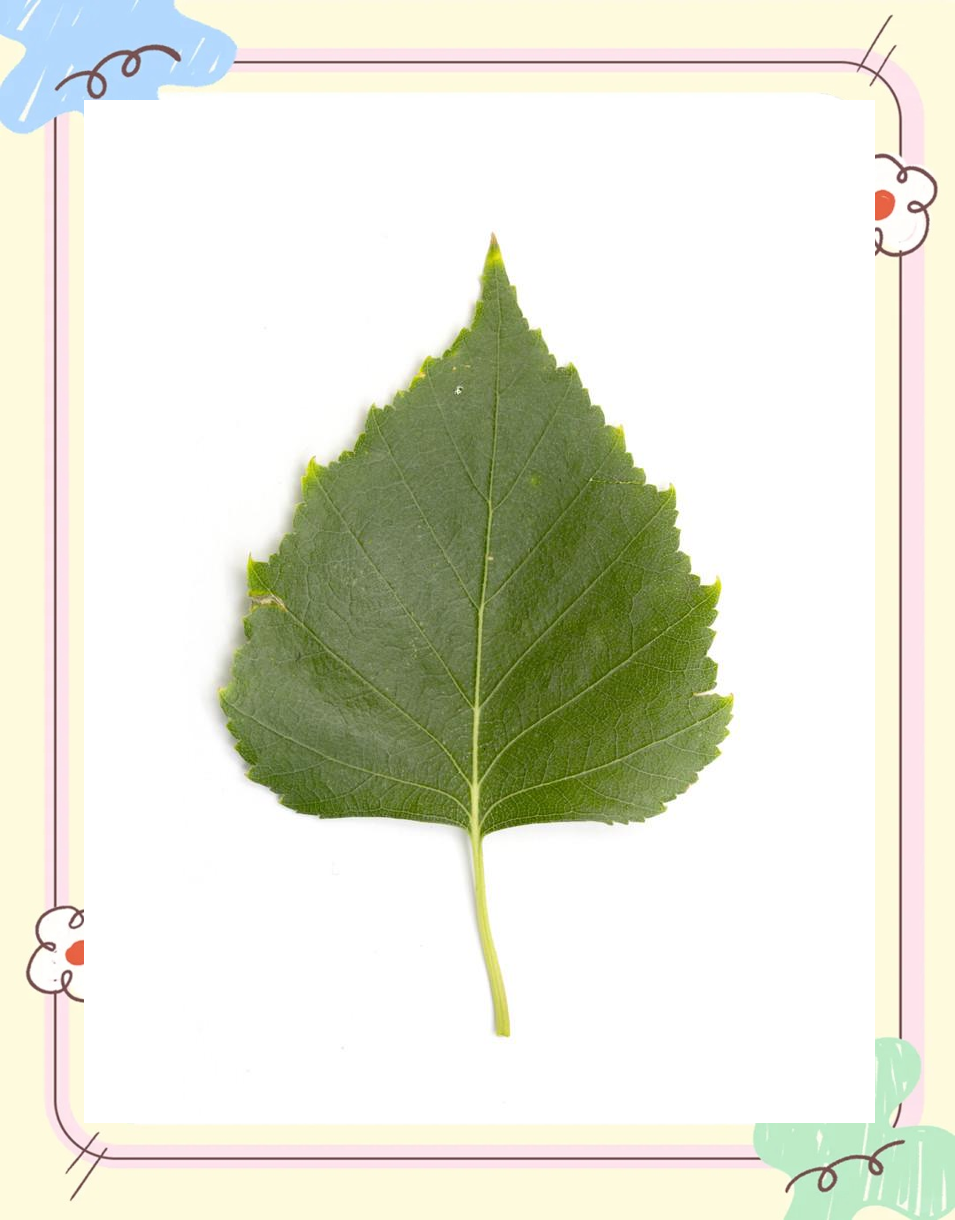 🍃桦树叶的神奇功效🌳