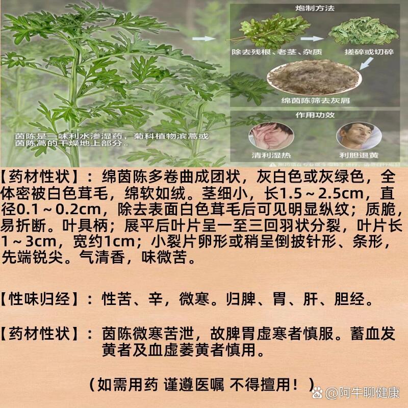 茵陈草药主治功能图片