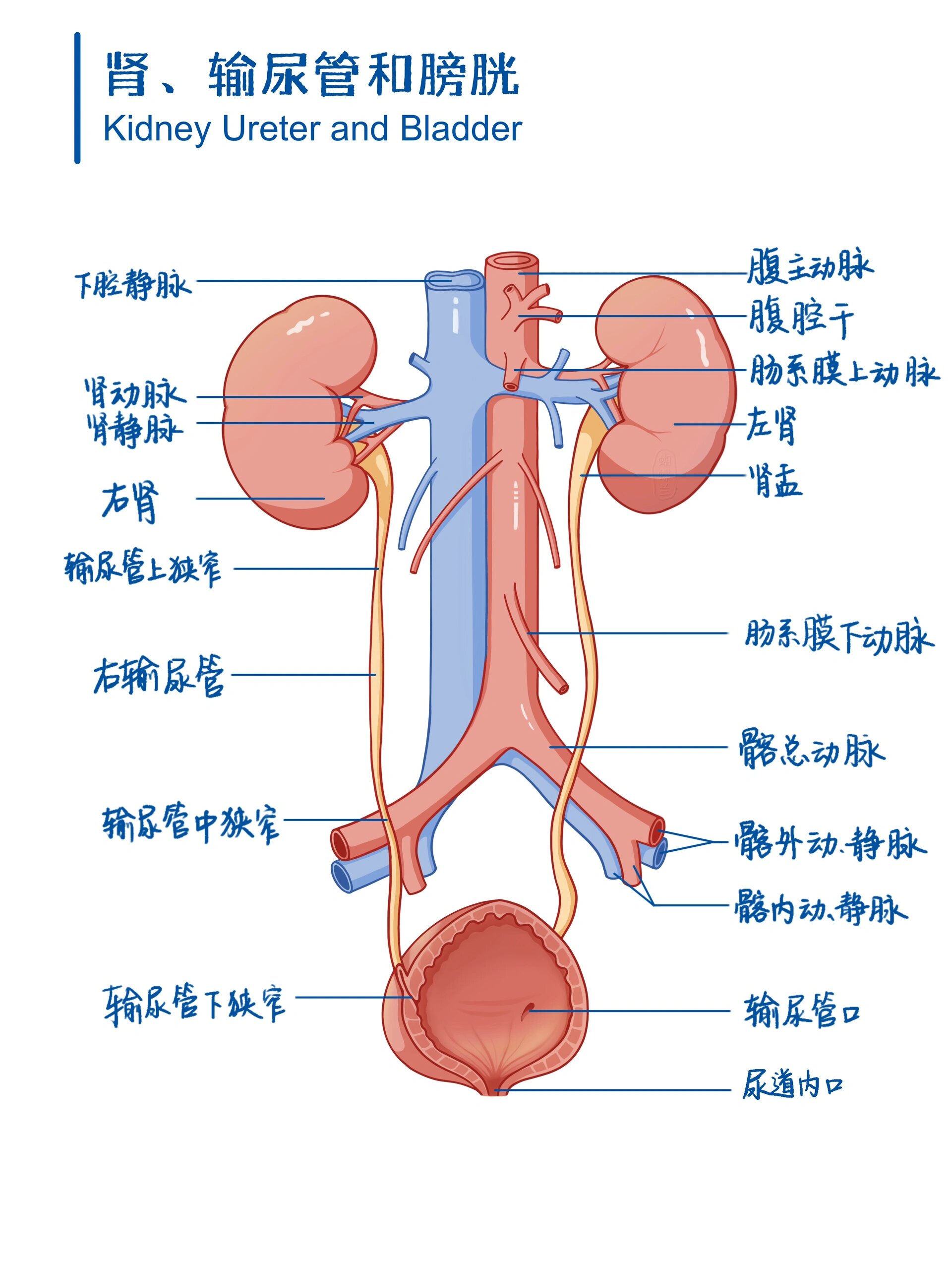 医学插画