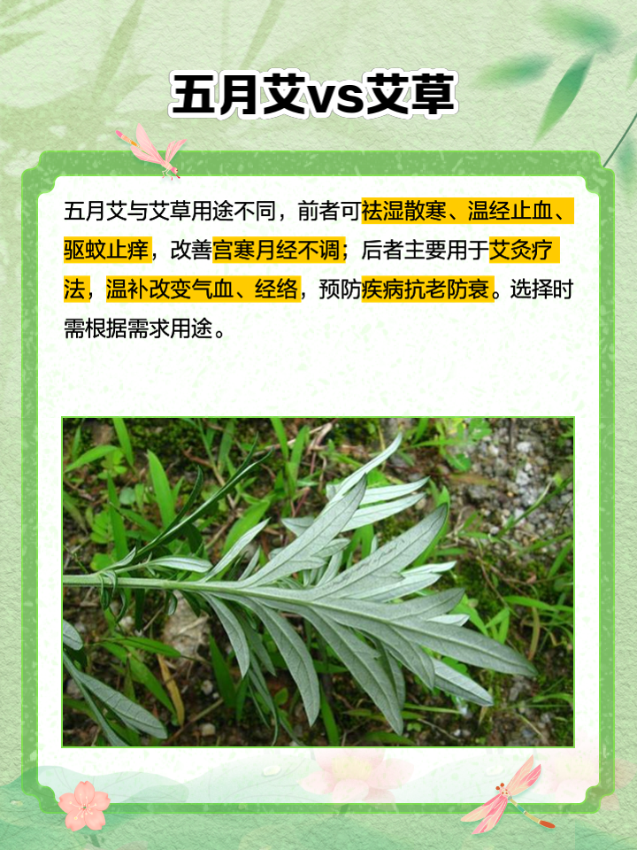 五月艾和艾草的区别