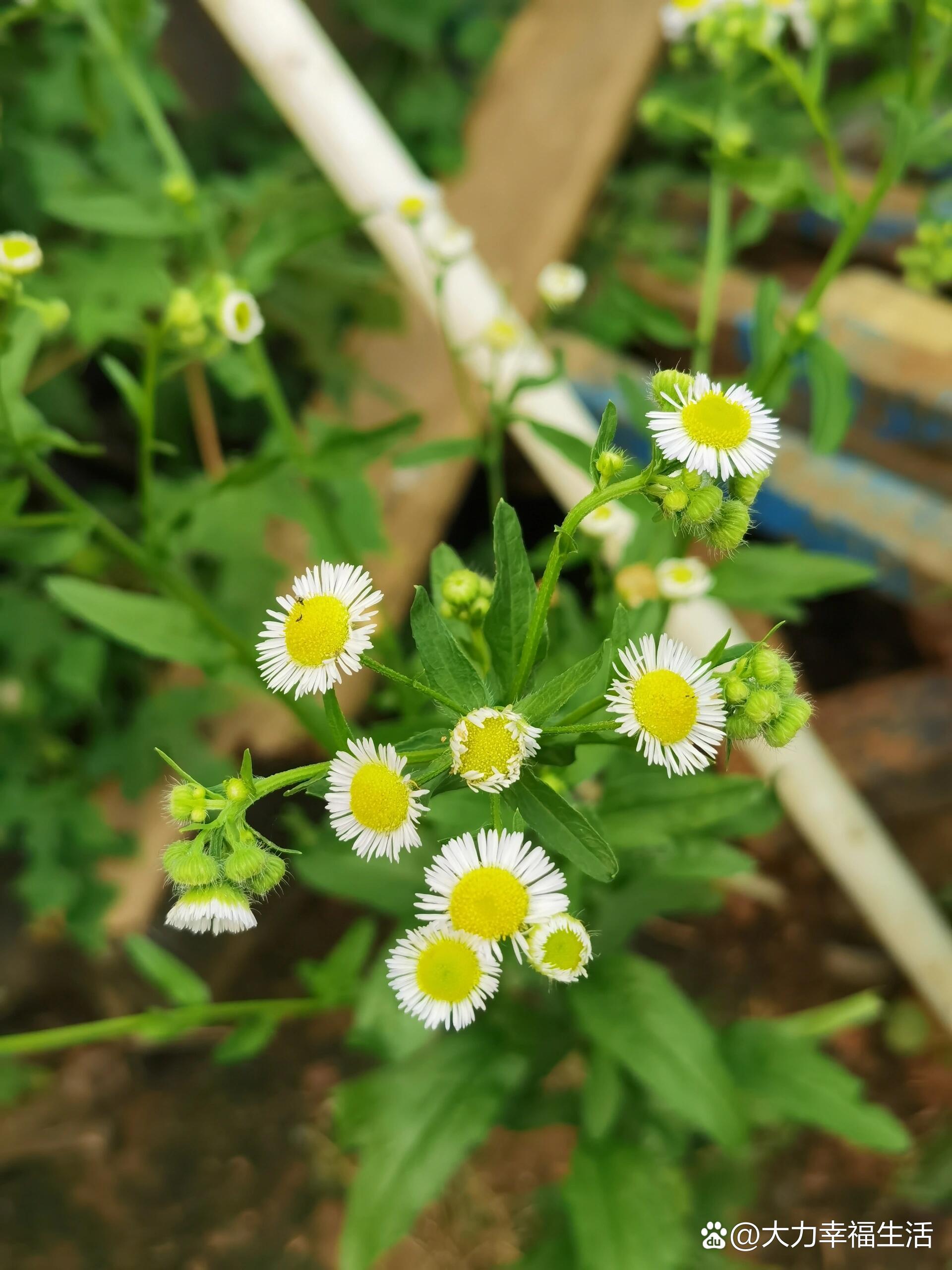 小蓬草开花图片图片