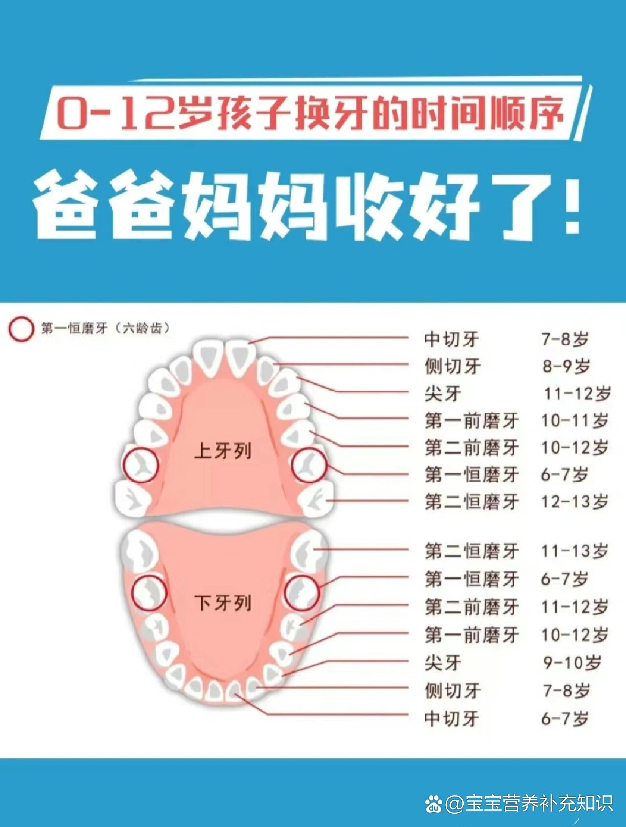 儿童换牙顺序图长牙图片